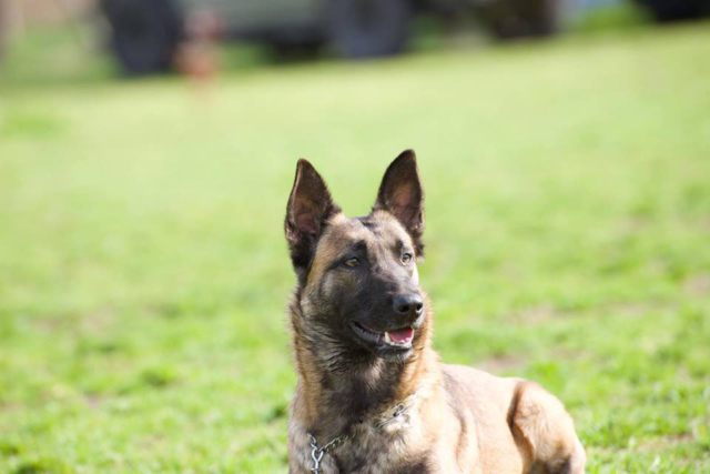 Malinois lovers