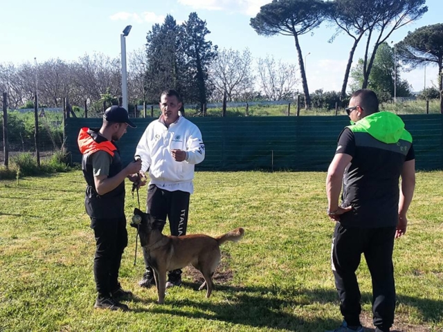 malinois in addestramento napoli