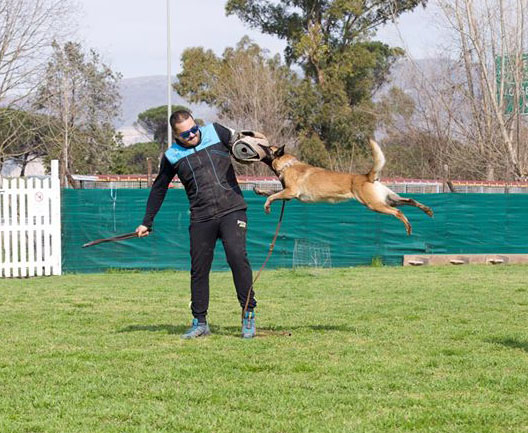 sam malinois