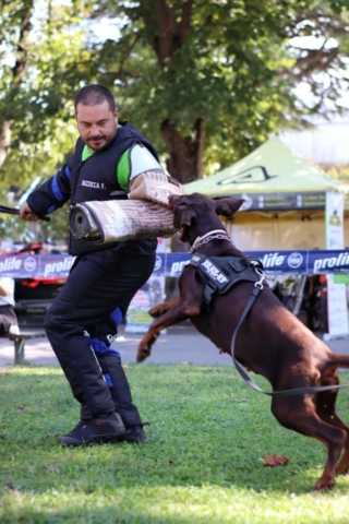 addestrare il cane napoli