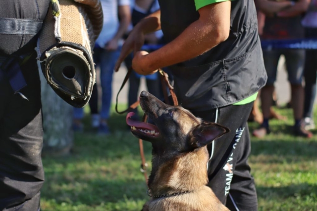 allevamento malinois napoli