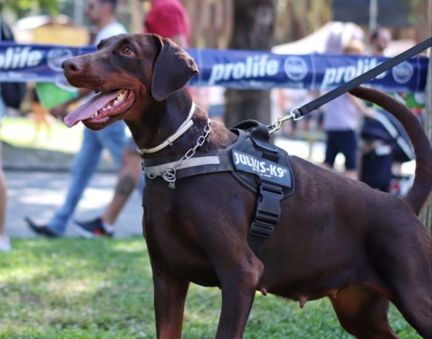 doberman