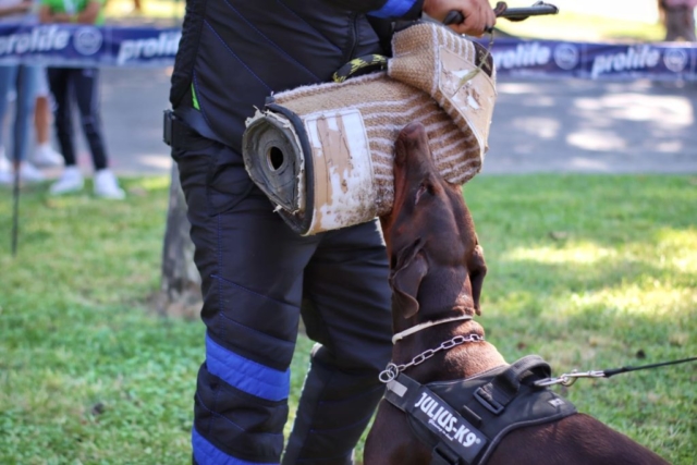 doberman centro cinofilo