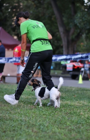 dog dance