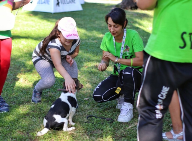 educare il cane