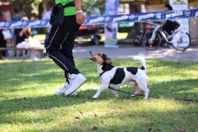 educazione cane napoli