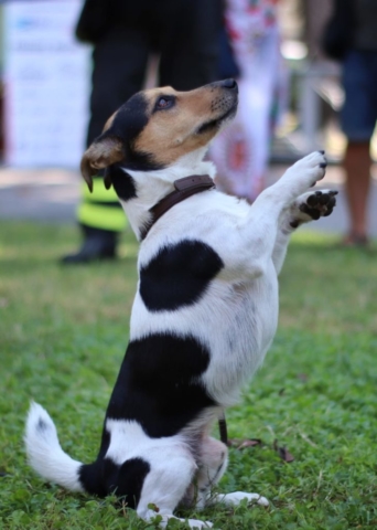 jack russel