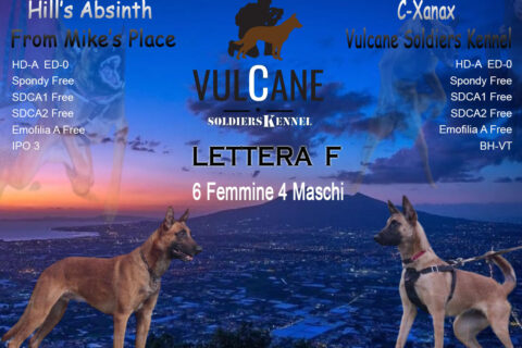 cuccioli malinois campania