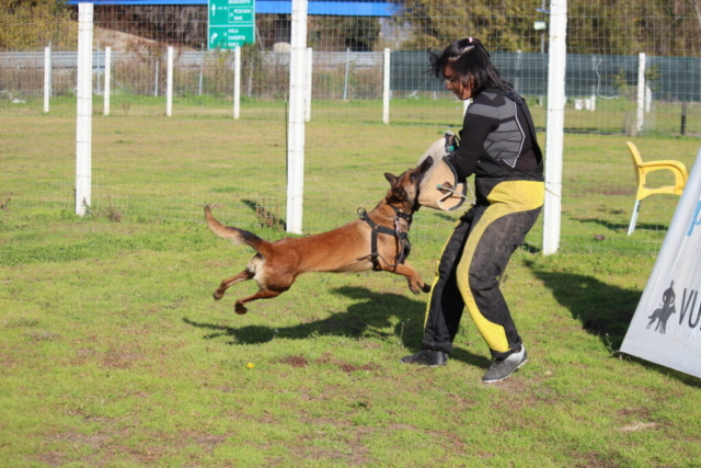 allevamento malinois