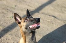 cuccioli malinois