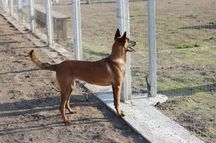 pastore belga malinois