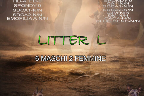 locandina lettera Lprova